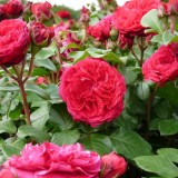 Ред Леонардо да Винчи_0x160 Любимый сад - Результаты из #60